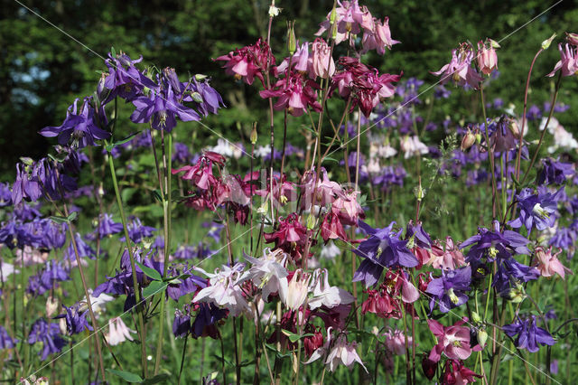 Wilde akelei (Aquilegia vulgaris)