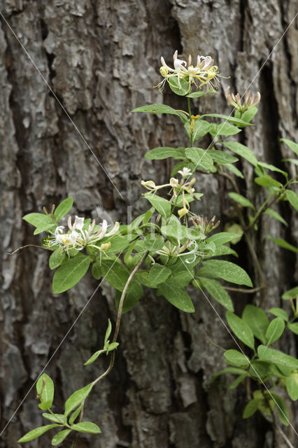 Honeysuckle (Lonicera periclymenum)