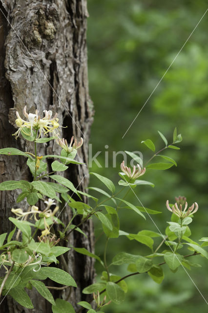 Wilde kamperfoelie (Lonicera periclymenum)