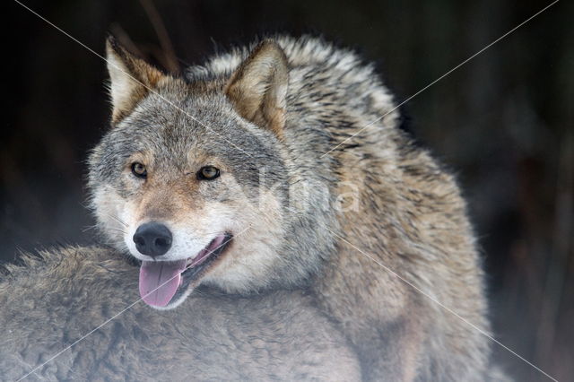 Wolf (Canis lupus)