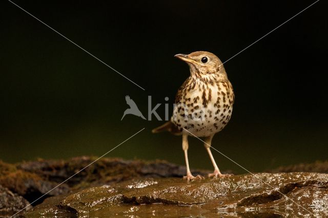 Zanglijster (Turdus philomelos)