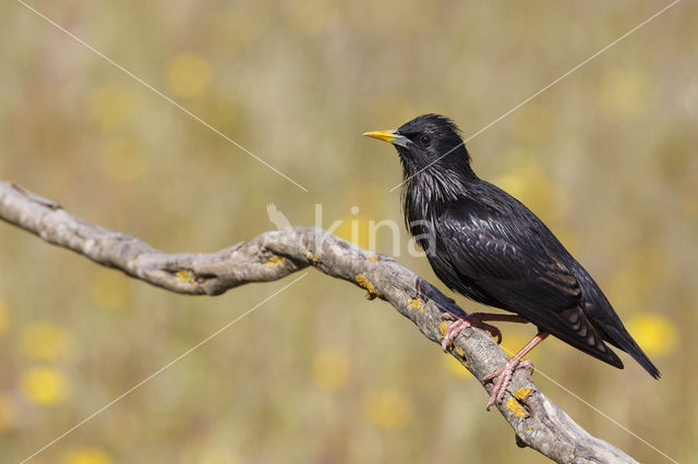 Zwarte Spreeuw (Sturnus unicolor)