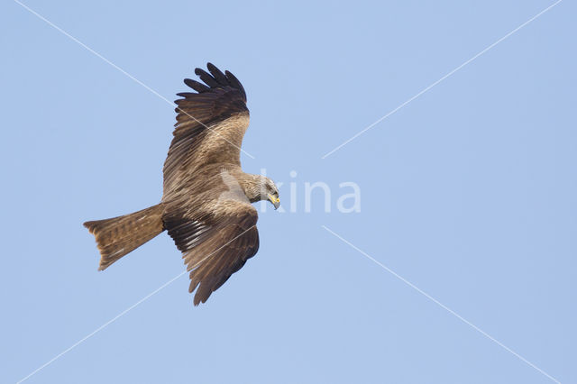 Zwarte Wouw (Milvus migrans)