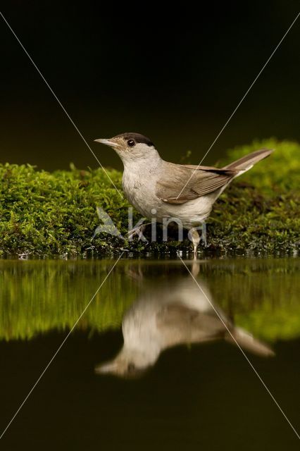 Zwartkop (Sylvia atricapilla)