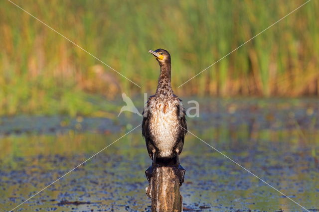 Aalscholver (Phalacrocorax carbo)