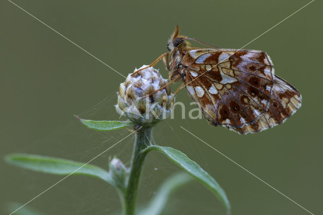 Akkerparelmoervlinder (Boloria dia)