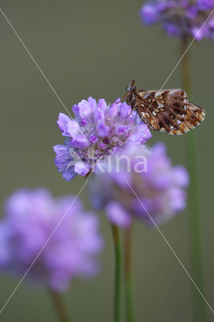 Akkerparelmoervlinder (Boloria dia)