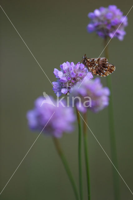 Akkerparelmoervlinder (Boloria dia)