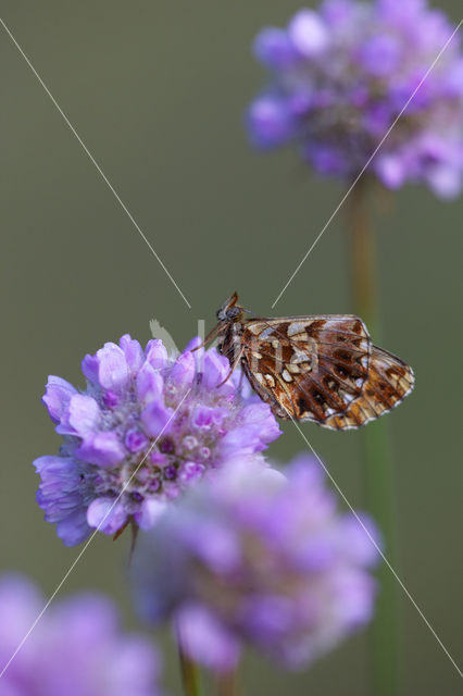 Akkerparelmoervlinder (Boloria dia)