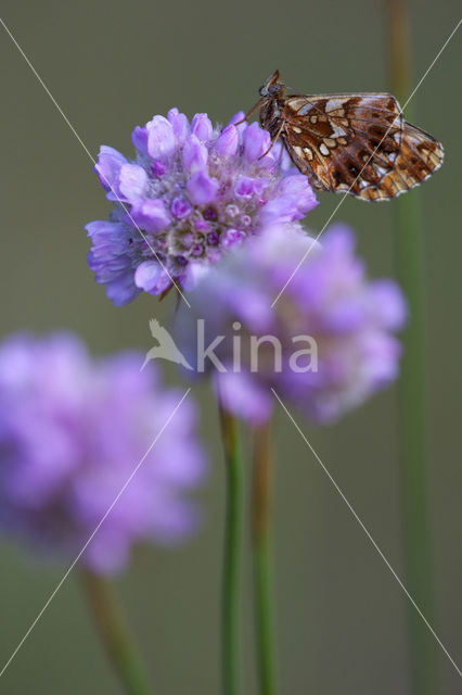 Akkerparelmoervlinder (Boloria dia)