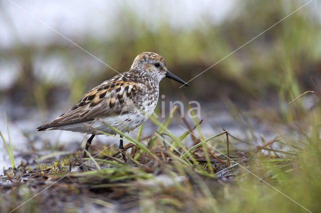 Alaskastrandloper (Calidris mauri)