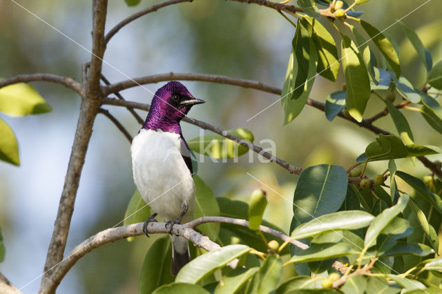 Amethistspreeuw (Cinnyricinclus leucogaster)