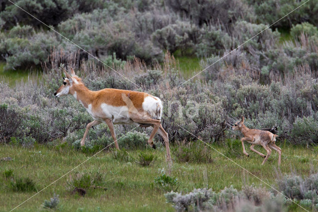 antilope