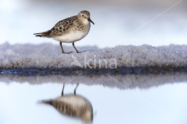 Bairds Strandloper (Calidris bairdii)