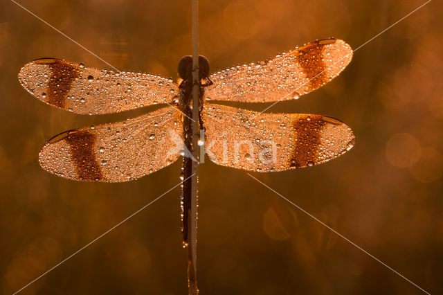 Bandheidelibel (Sympetrum pedemontanum)