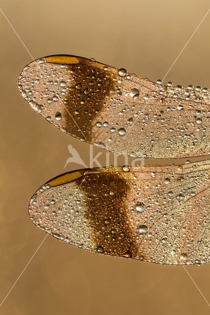 Bandheidelibel (Sympetrum pedemontanum)