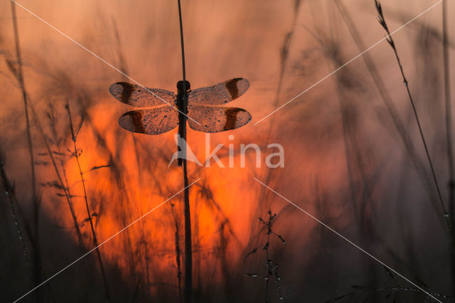 Bandheidelibel (Sympetrum pedemontanum)