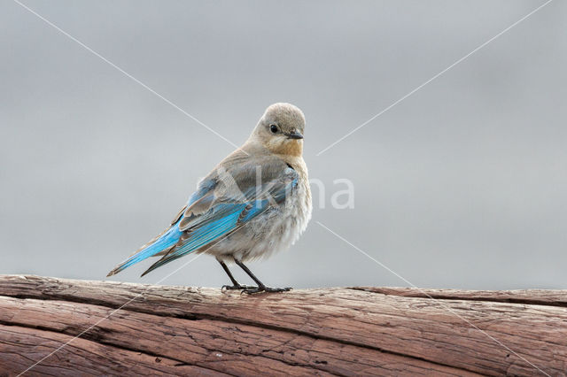 Bergblauwvogel (Sialia currucoides)