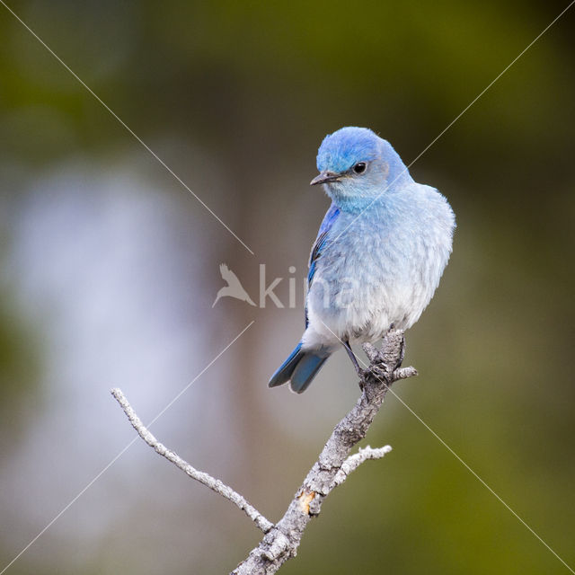 Bergblauwvogel (Sialia currucoides)