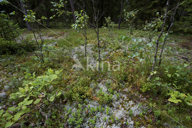 Biebrza National Park