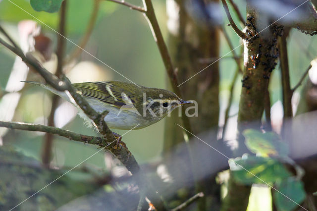 Bladkoning (Phylloscopus inornatus)