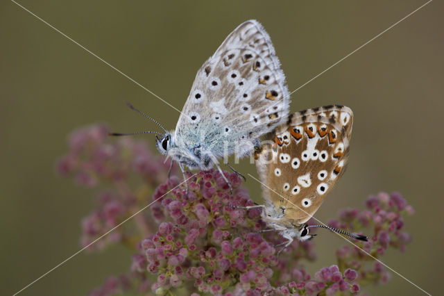 Bleek blauwtje (Polyommatus coridon)