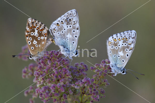 Bleek blauwtje (Polyommatus coridon)