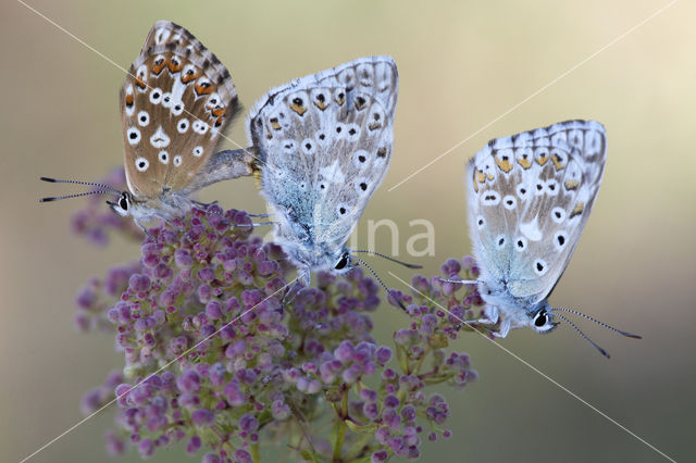 Chalk Hill Blue (Polyommatus coridon)