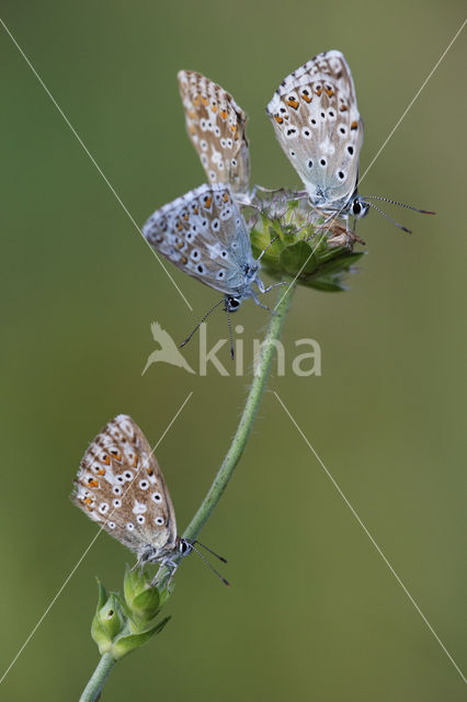 Bleek blauwtje (Polyommatus coridon)