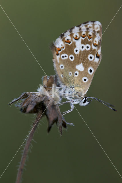 Bleek blauwtje (Polyommatus coridon)