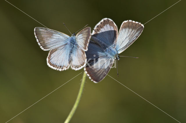 Bleek blauwtje (Polyommatus coridon)