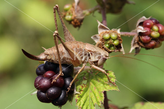 Bramensprinkhaan (Pholidoptera griseoaptera)