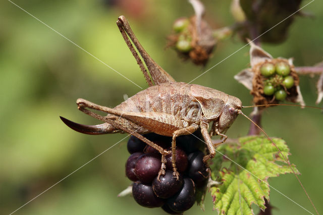 Bramensprinkhaan (Pholidoptera griseoaptera)