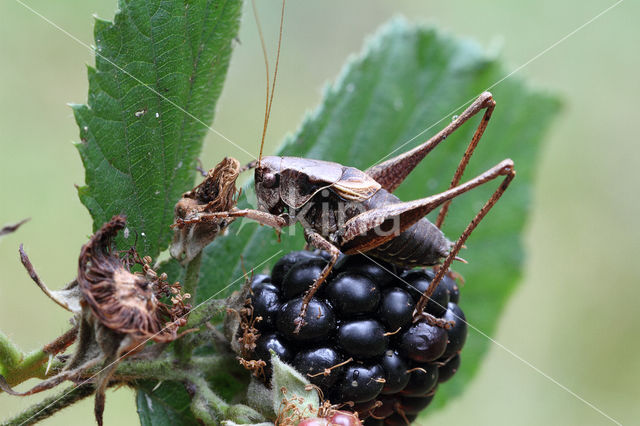 Bramensprinkhaan (Pholidoptera griseoaptera)