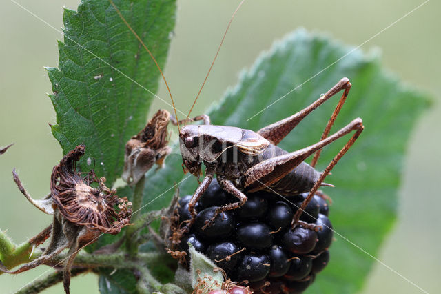 Dark Bush-cricket (Pholidoptera griseoaptera)