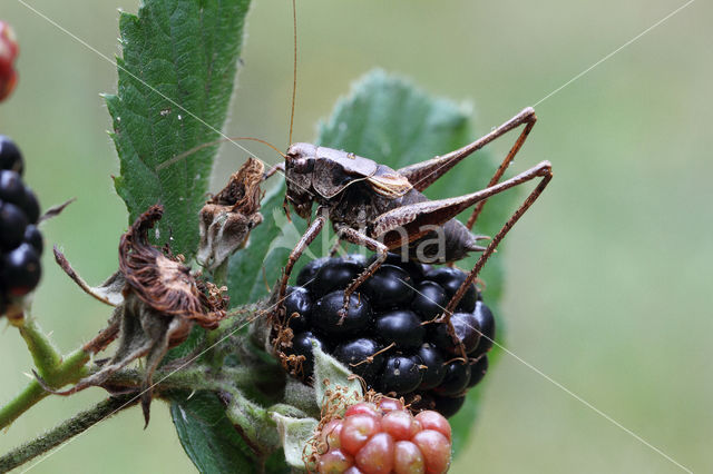 Bramensprinkhaan (Pholidoptera griseoaptera)