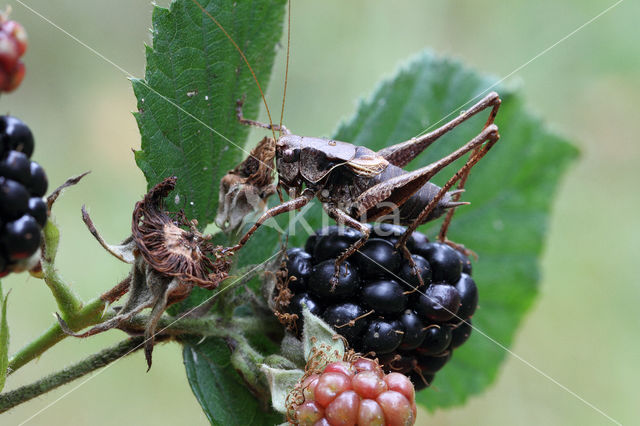 Dark Bush-cricket (Pholidoptera griseoaptera)