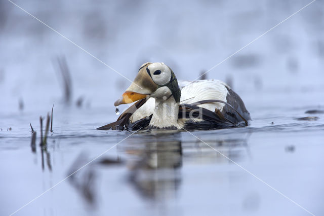 Spectacled Eider (Somateria fischeri)