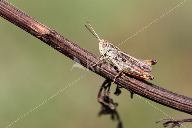 Bruin schavertje (Omocestus heamorrhoidalis)