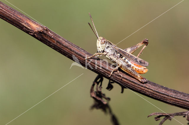 Bruin schavertje (Omocestus heamorrhoidalis)