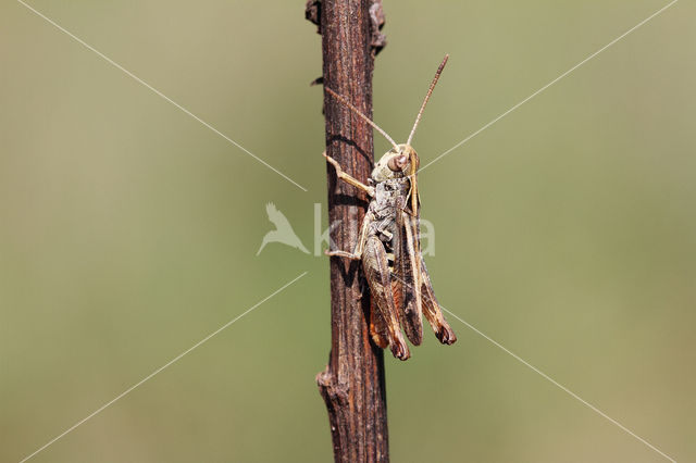 Bruin schavertje (Omocestus heamorrhoidalis)