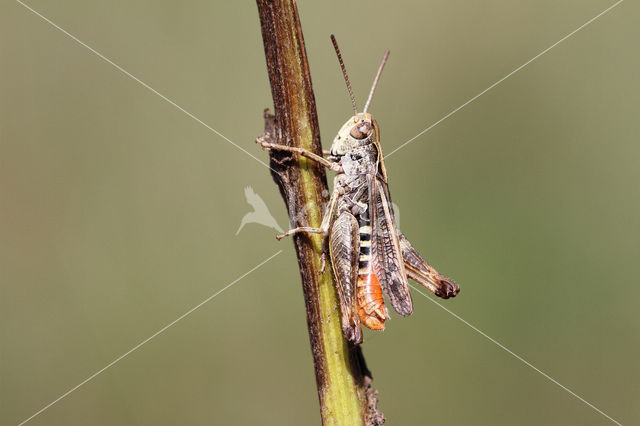 Bruin schavertje (Omocestus heamorrhoidalis)