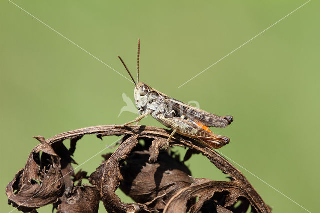 Bruin schavertje (Omocestus heamorrhoidalis)