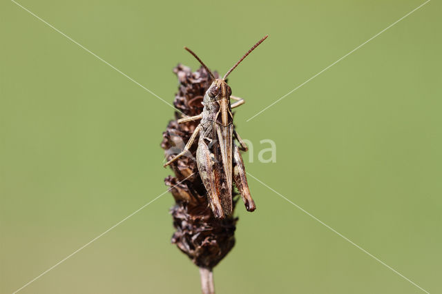 Bruin schavertje (Omocestus heamorrhoidalis)