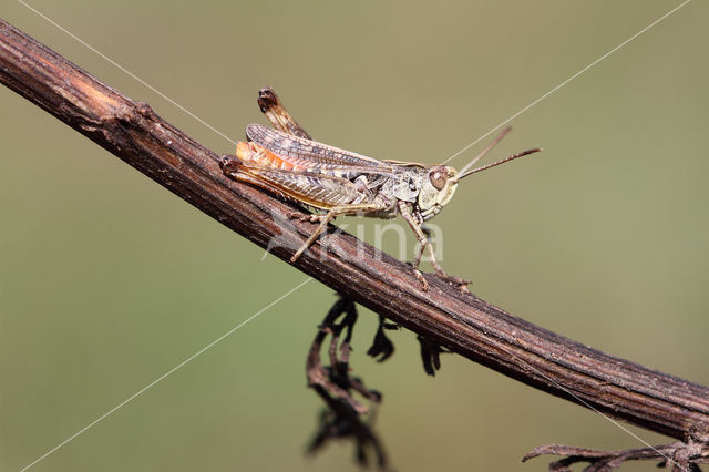 Bruin schavertje (Omocestus heamorrhoidalis)