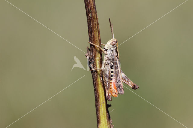 Bruin schavertje (Omocestus heamorrhoidalis)