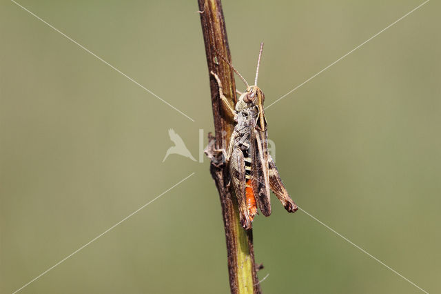 Bruin schavertje (Omocestus heamorrhoidalis)