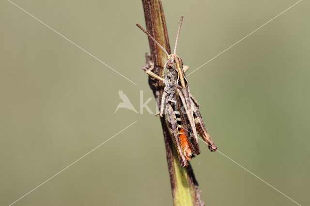 Bruin schavertje (Omocestus heamorrhoidalis)