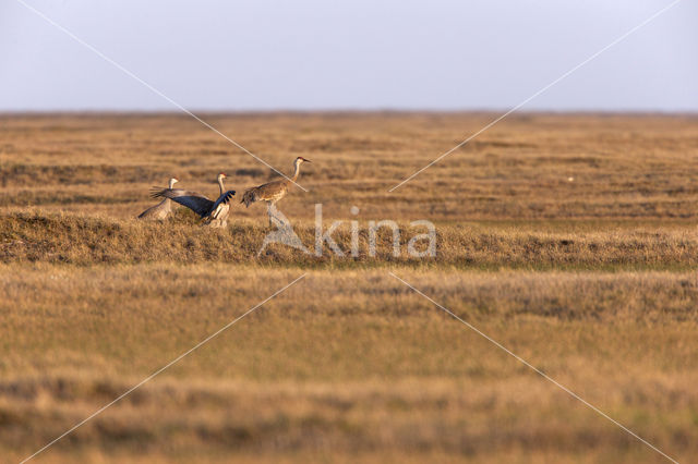 Canadese Kraanvogel (Grus canadensis nesiotes)