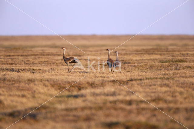 Canadese Kraanvogel (Grus canadensis nesiotes)